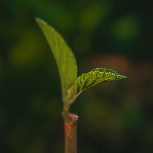 Make Photos Clear - Colorize